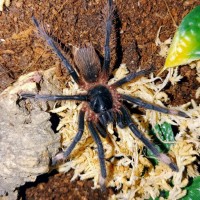 Sericopelma melanotarsum