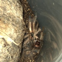 Red Knee molt