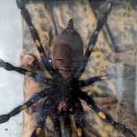 Poecilotheria metallica [ventral sexing]