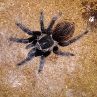 Freshly molted