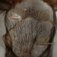 Brachypelma albopilosum