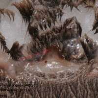 Poecilotheria fasciata [molt sexing]