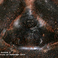 Poecilotheria fasciata [ventral sexing]