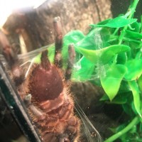 Poecilotheria Regalis