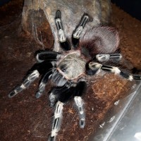 N.chromatus