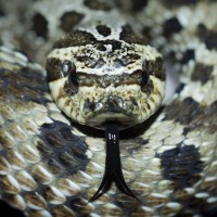 Western Hognose Adult Male, Gabriel