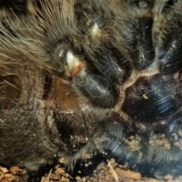 Brachypelma albopilosum, curly hair 3" leg span M/F ??