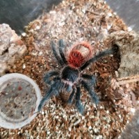 Murphy IV, grammostola iheringi