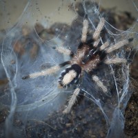 Cyriocosmus ritae Spiderling