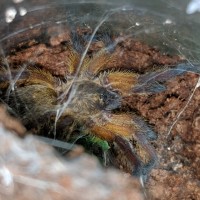 Harpactira pulchripes