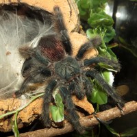 Skyler (♀ Avicularia avicularia 5")