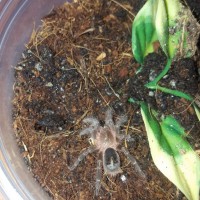 Grammostola Pulchripes Sling