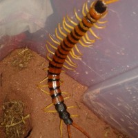 Scolopendra heros arizonensis