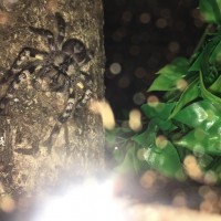 Poecilotheria Regalis