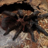 Sericopelma sp. Boquete