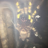 P.regalis