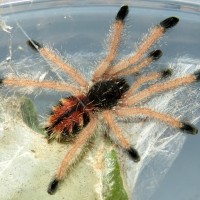 Avicularia avicularia Sling (♀ 1")