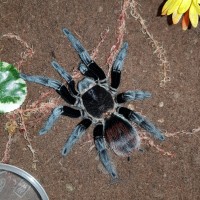 Brachypelma Sabulosum