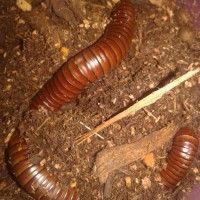 Unknown millipede sp