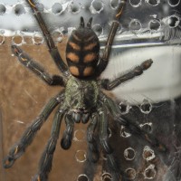 Psalmopoeus irminia - female