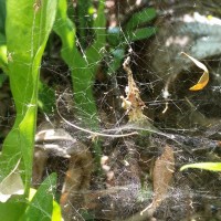 Cyrtophora Hirta - woolly tent spider web