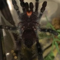 A. avicularia