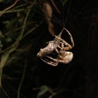 Orbweaver ID?