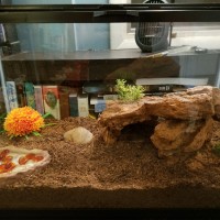 Aphonopelma seemani enclosure