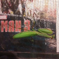 New Praying Mantis
