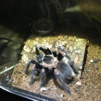 Sold as Brachypelma Smithi