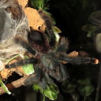 A Small Snack (♀ Avicularia avicularia 5")