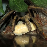 The White Roach (♀ Psalmopoeus cambridgei 5.5")