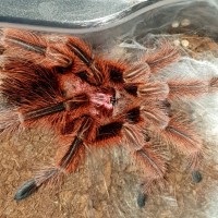 1.0 G. rosea