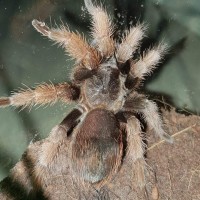 Brachypelma klaasi