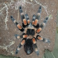 Brachypelma hamorii