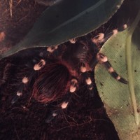 After molt