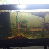 Leech aquarium