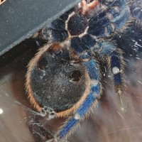 GBB