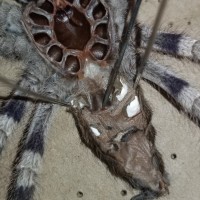 Poecilotheria Formosa, female?