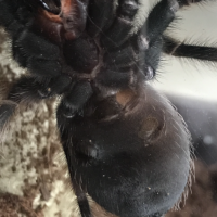 Brachypelma hamorii - M or F