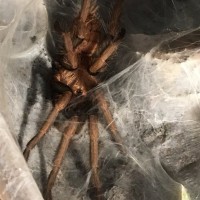 C. fimbriatus freshly molted ~4.5”