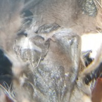 Avicularia purpurea [molt sexing]