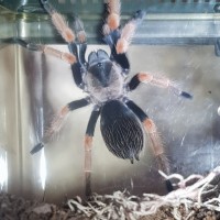 Brachypelma Baumgarteni