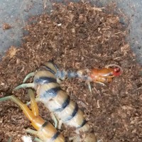 Scolopendra Morsitans