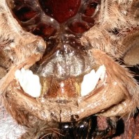 Acanthoscurria geniculata [molt sexing]