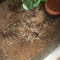 Theraphosa Stirmi