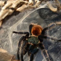 Chromatopelma cyaneopubescens