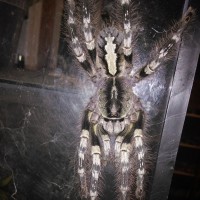 Poecilotheria striata