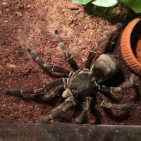 Theraphosa Stirmi