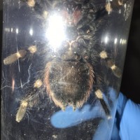 N. chromatus ~4-5”